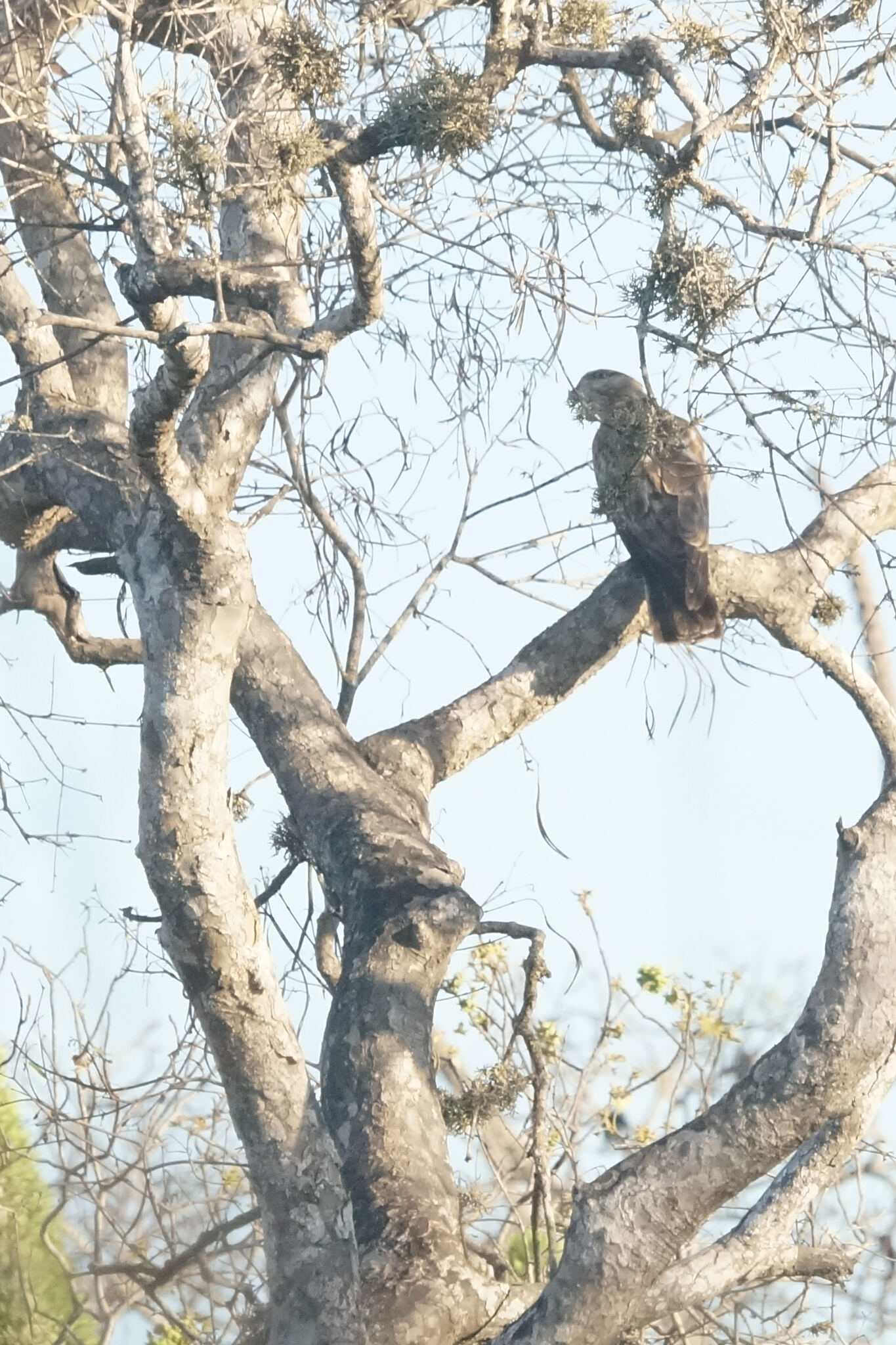 Madagascar Cuckoo-Hawk (Aviceda madagascariensis), photo 4