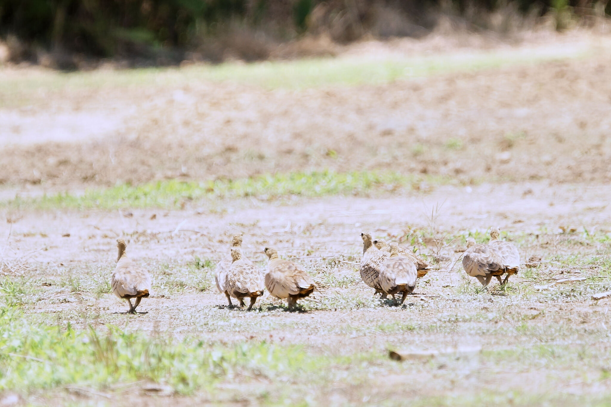 Madagascar Sandgrouse (Pterocles personatus), photo 3