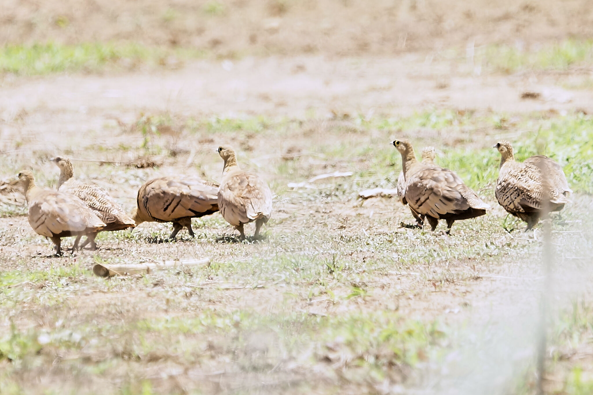Madagascar Sandgrouse (Pterocles personatus), photo 4