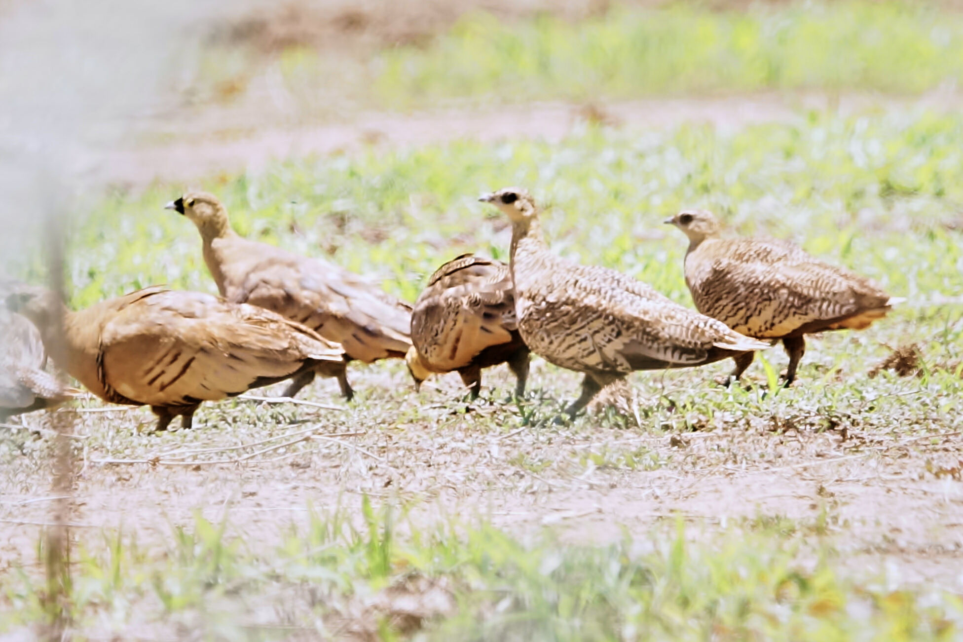 Madagascar Sandgrouse (Pterocles personatus), photo 5