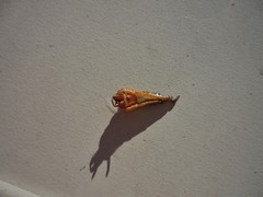 Araneae