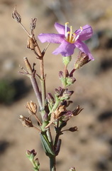 Chaenostoma subnudum
