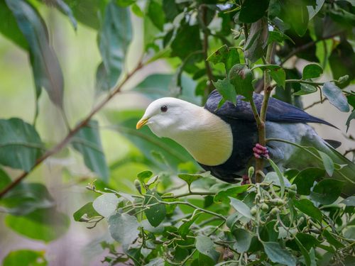 Black-banded Fruit Dove