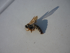 Polistes dominula