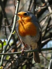 European Robin photo 5