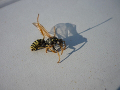 Polistes dominula