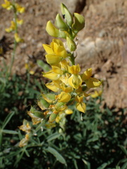 Lupinus croceus