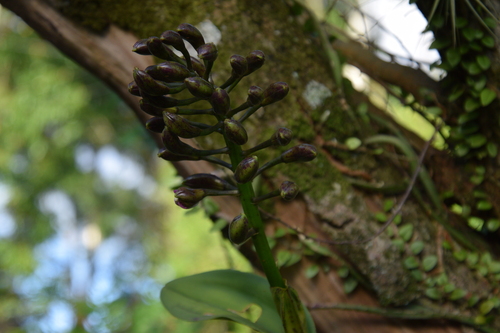 Cattleya tigrina, photograph 6