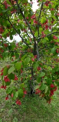 Acer