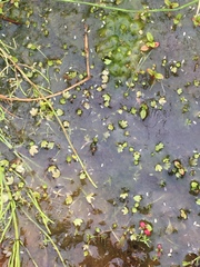 Ranunculus hyperboreus