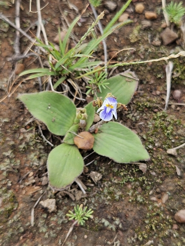 Craterostigma plantagineum, photograph 3