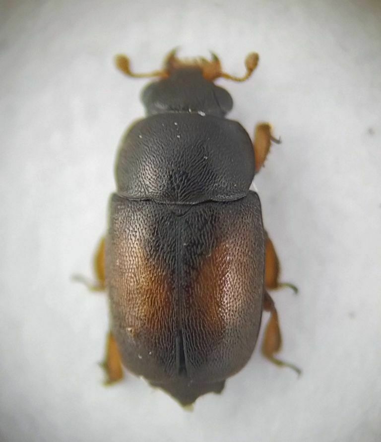 Xerogethes