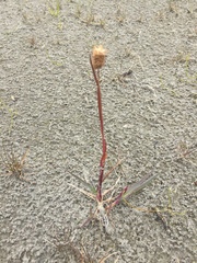 Alopecurus magellanicus