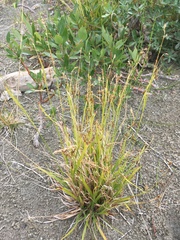 Carex krausei