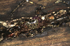Metopograpsus frontalis