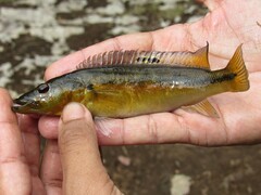 Pike Cichlid photo 1
