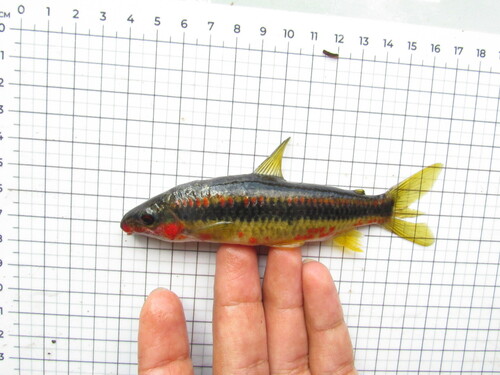 Leporinus amae