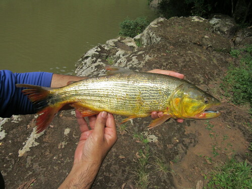 Golden Dorado