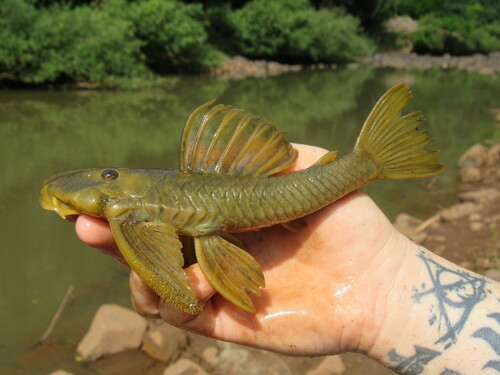 Hemiancistrus chlorostictus