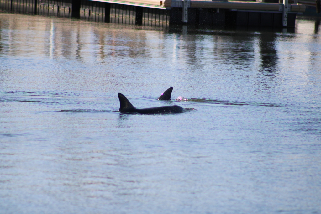 Tursiops aduncus<br>17 December, 2024
