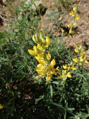 Lupinus croceus