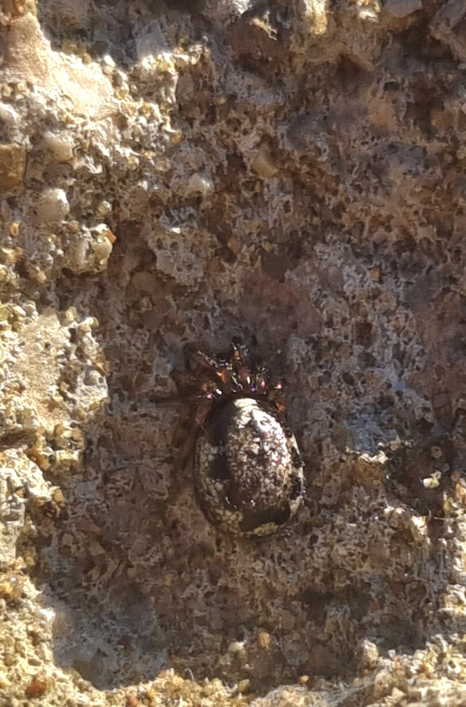 Enoplognatha mandibularis