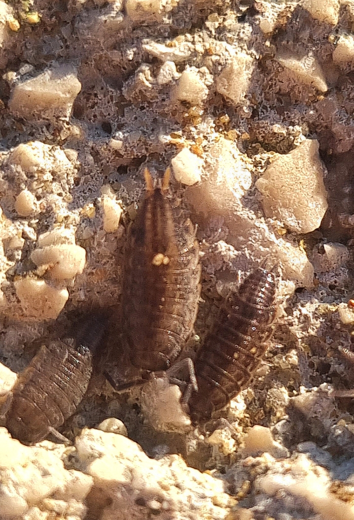 Six-striped Woodlouse