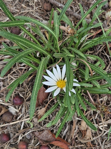 Image of Gazania krebsiana by (c) Nic Knott-Craig, some rights reserved (CC BY-SA)