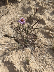 Symphyotrichum yukonense