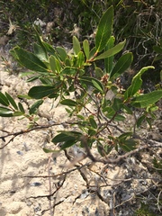 Salix pseudomyrsinites