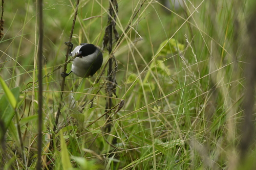 Black-crowned Waxbill (Estrilda nonnula), photo 3
