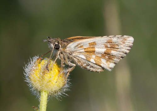 Margoji Hesperija nuotrauka