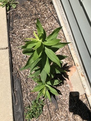 Solidago