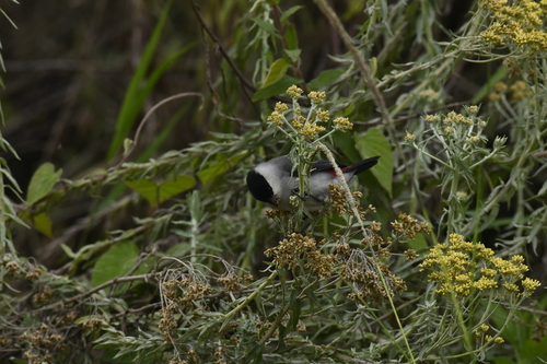Black-crowned Waxbill (Estrilda nonnula), photo 1