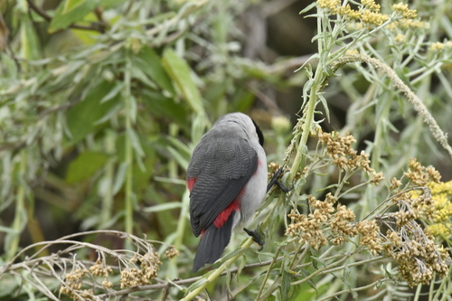 Black-crowned Waxbill (Estrilda nonnula), photo 8