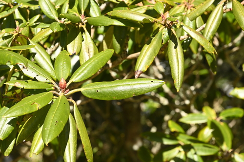 Image of Rhododendron pseudochrysanthum by (c) 曾昱承 Yu-Cheng Zeng, some rights reserved (CC BY)