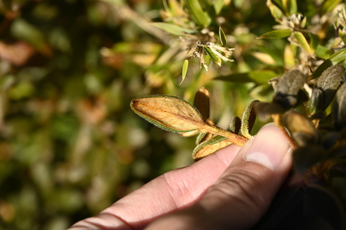 Rhododendron rubropilosum, photograph 5