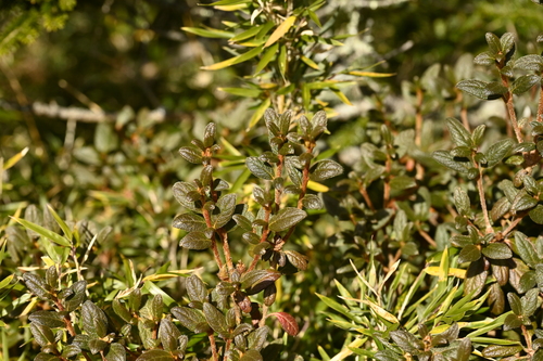 Rhododendron rubropilosum, photograph 3