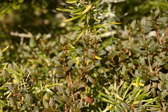 Rhododendron rubropilosum, photograph (c) 曾昱承 Yu-Cheng Zeng, some rights reserved (CC BY)