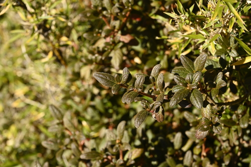 Rhododendron rubropilosum, photograph 4