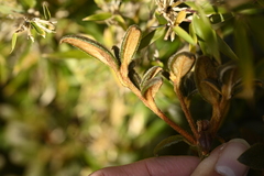 Rhododendron rubropilosum, photograph (c) 曾昱承 Yu-Cheng Zeng, some rights reserved (CC BY)