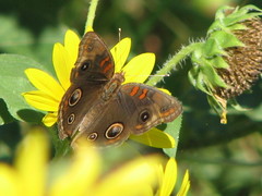 Junonia stemosa