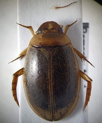 Rhantus consputus