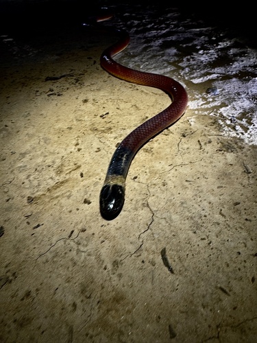Photo of a Tricolored Burrowing Snake (Phalotris tricolor)
