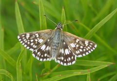 Muschampia cribrellum