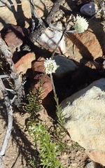 Phyllopodium elegans