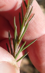 Phyllopodium elegans