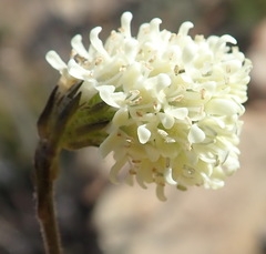Phyllopodium elegans