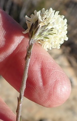 Phyllopodium elegans