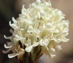 Phyllopodium elegans